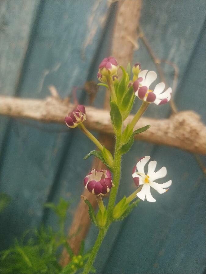 Zaluzianskya capensis flower