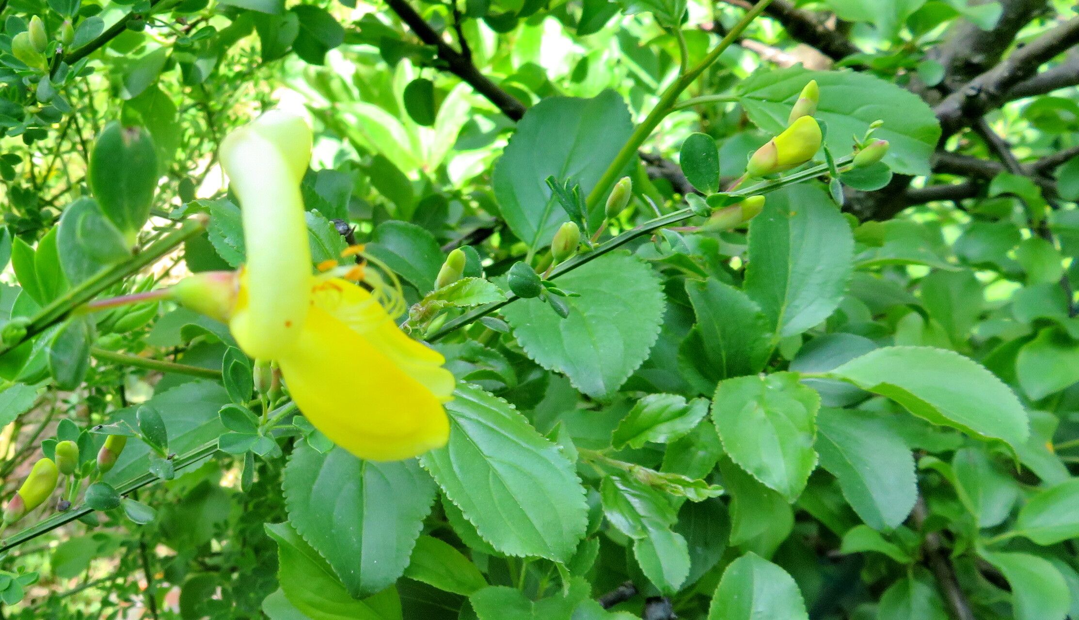Cytisus grandiflorus — search result for 'Cytisus'