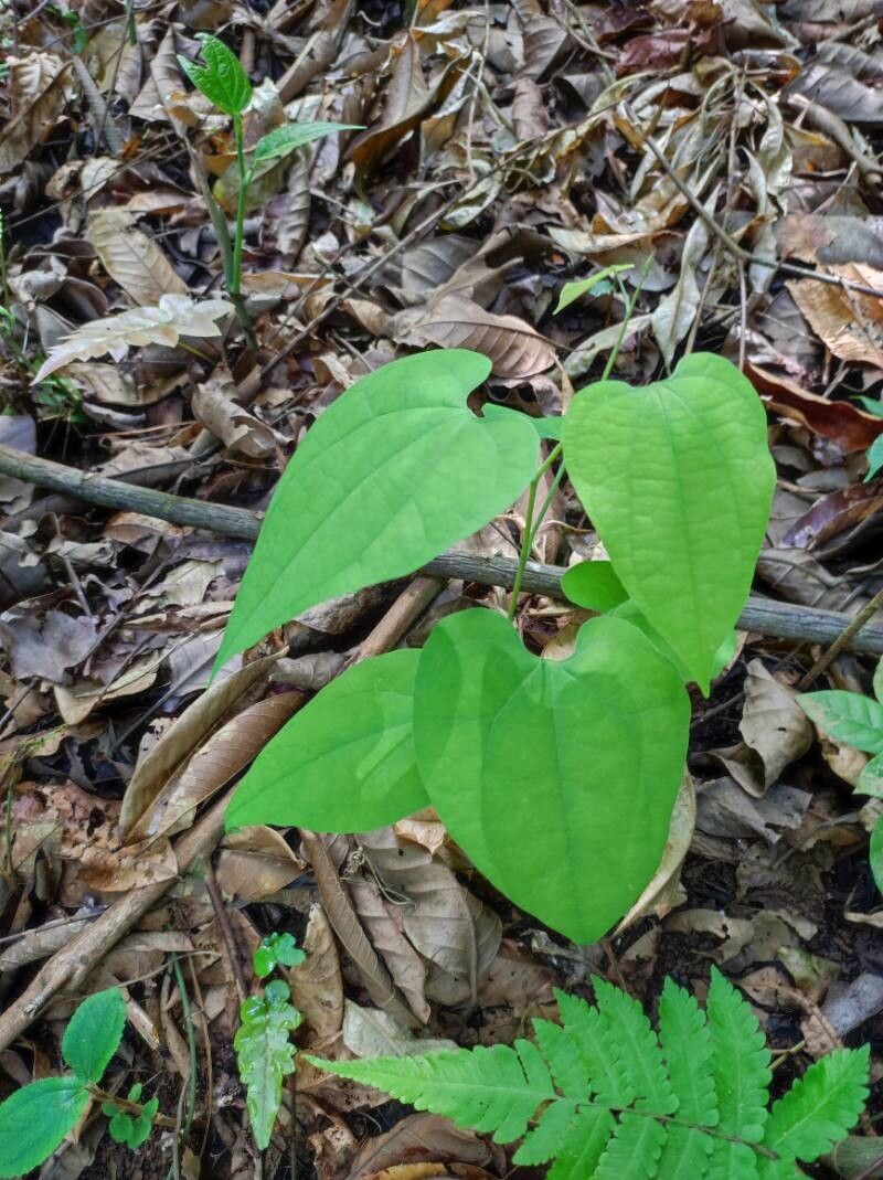 Aristolochia goudotii — search result for 'Aristolochia'