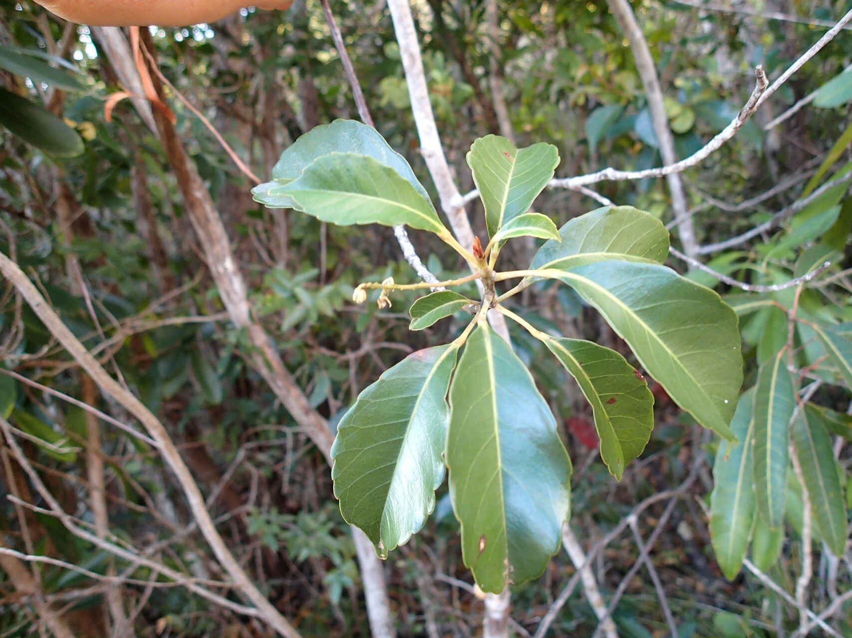 Elaeocarpus seringii — houseplant care guide