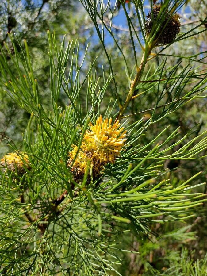 Isopogon anethifolius habit