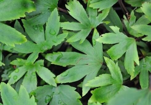 Saxifraga acerifolia