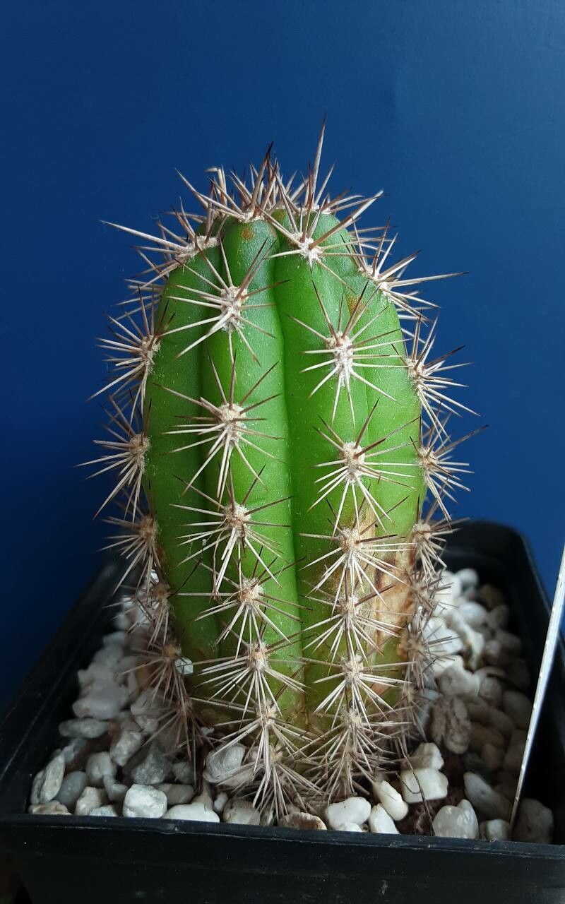 Cleistocactus plagiostoma — search result for 'Cleistocactus'