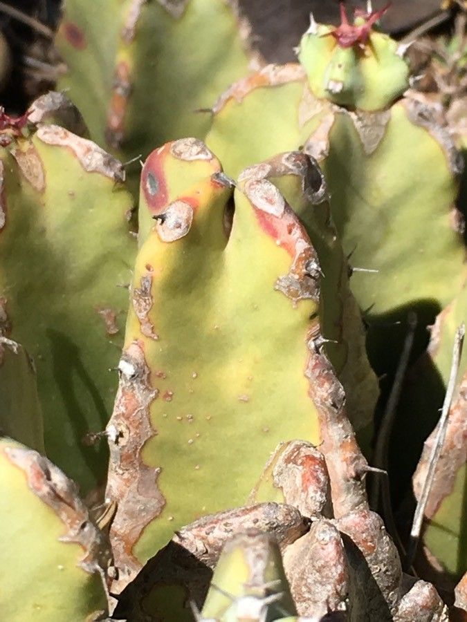 Euphorbia resinifera bark