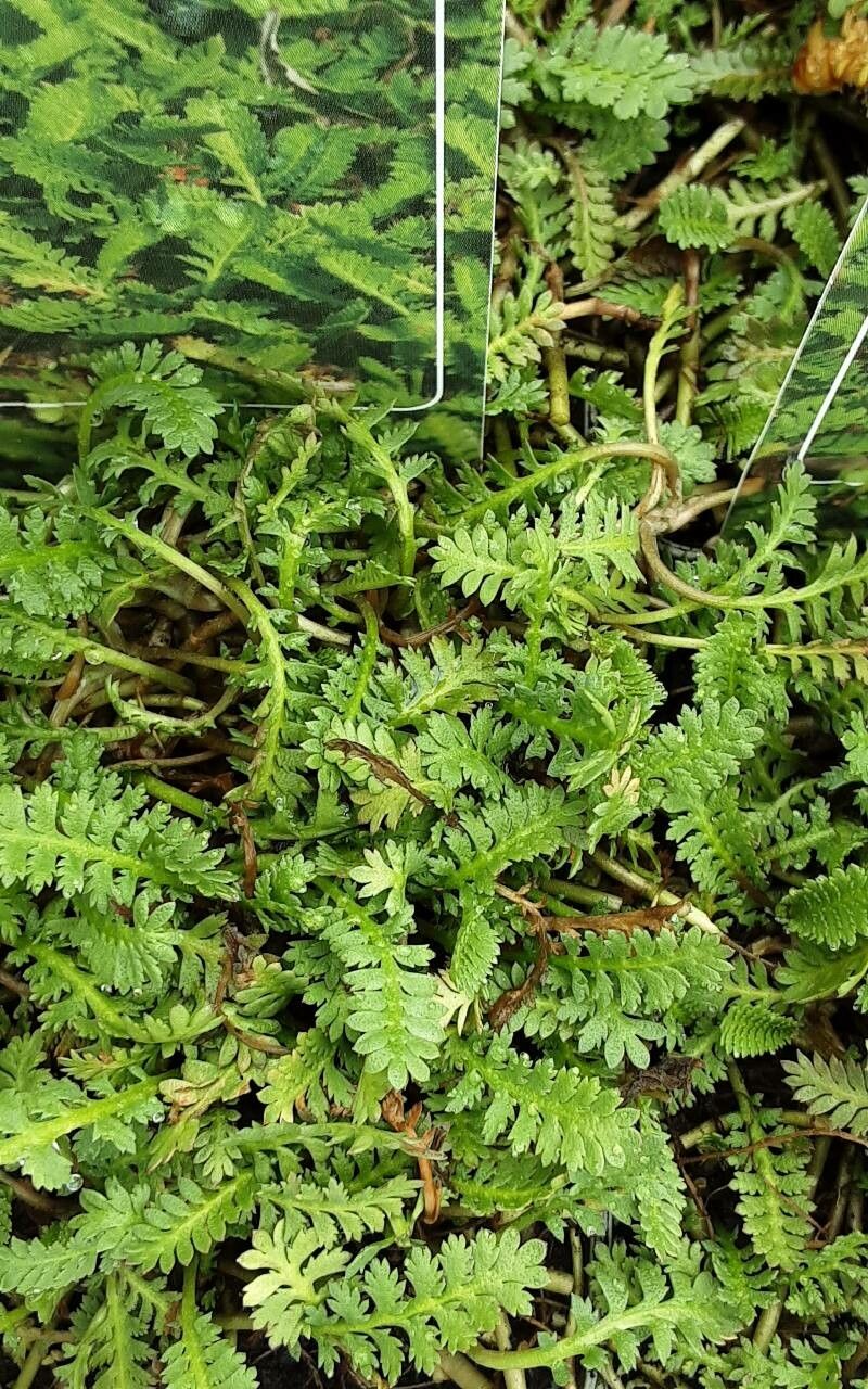 Leptinella albida — related species from the same genus