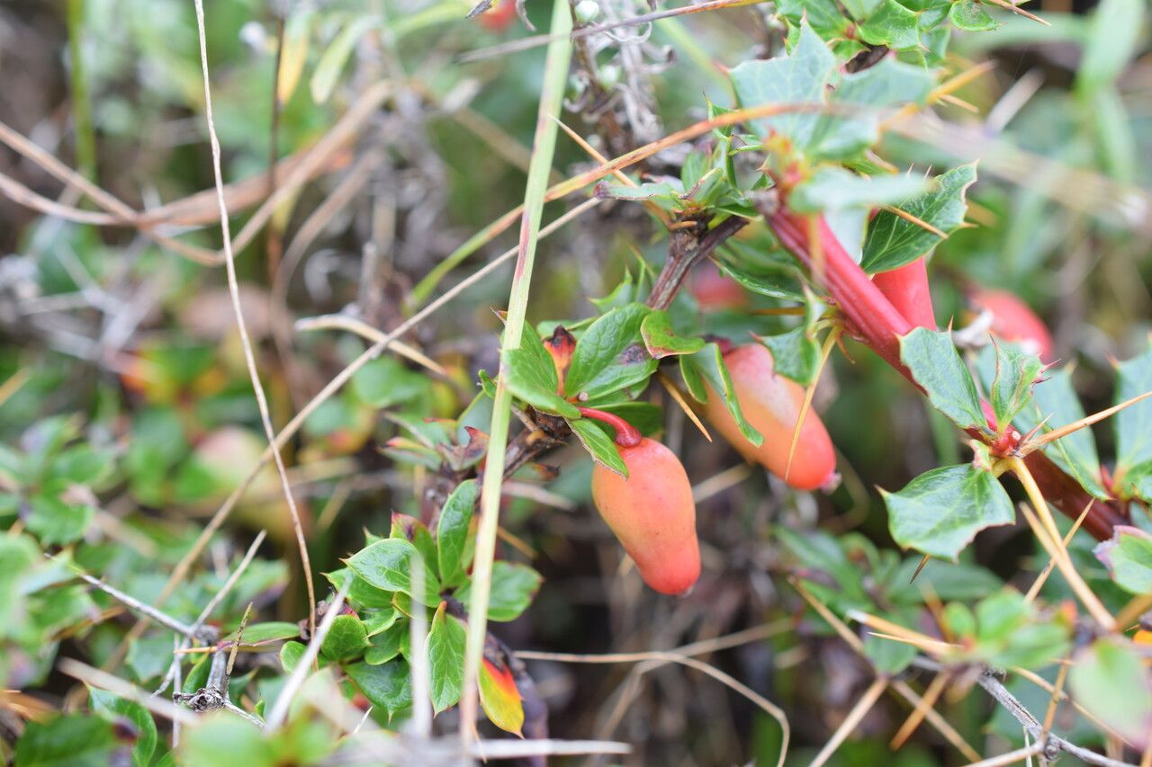 Berberis concinna habit