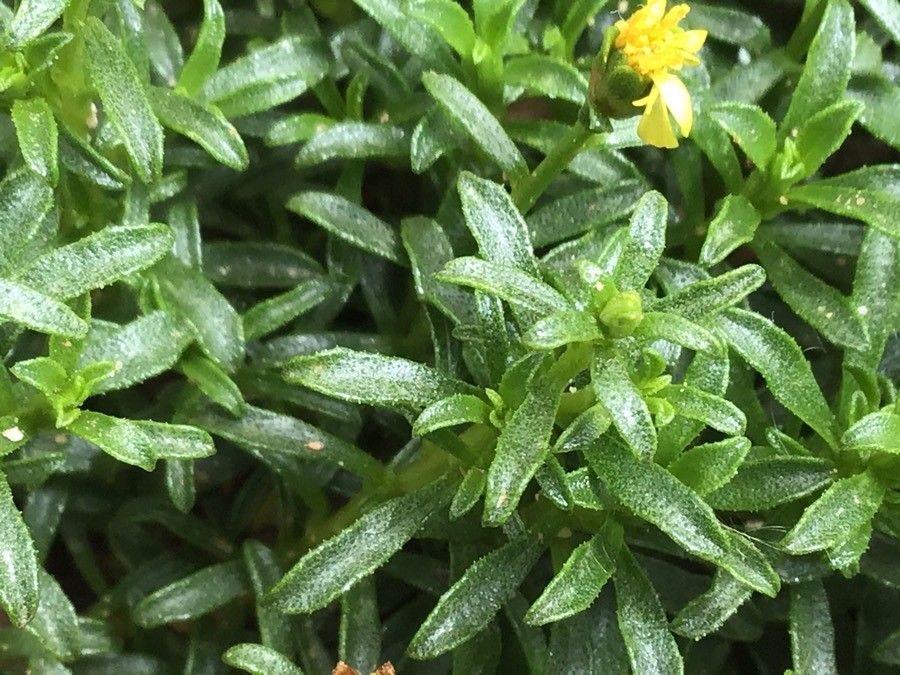 Gutierrezia spathulata — search result for 'Gutierrezia'