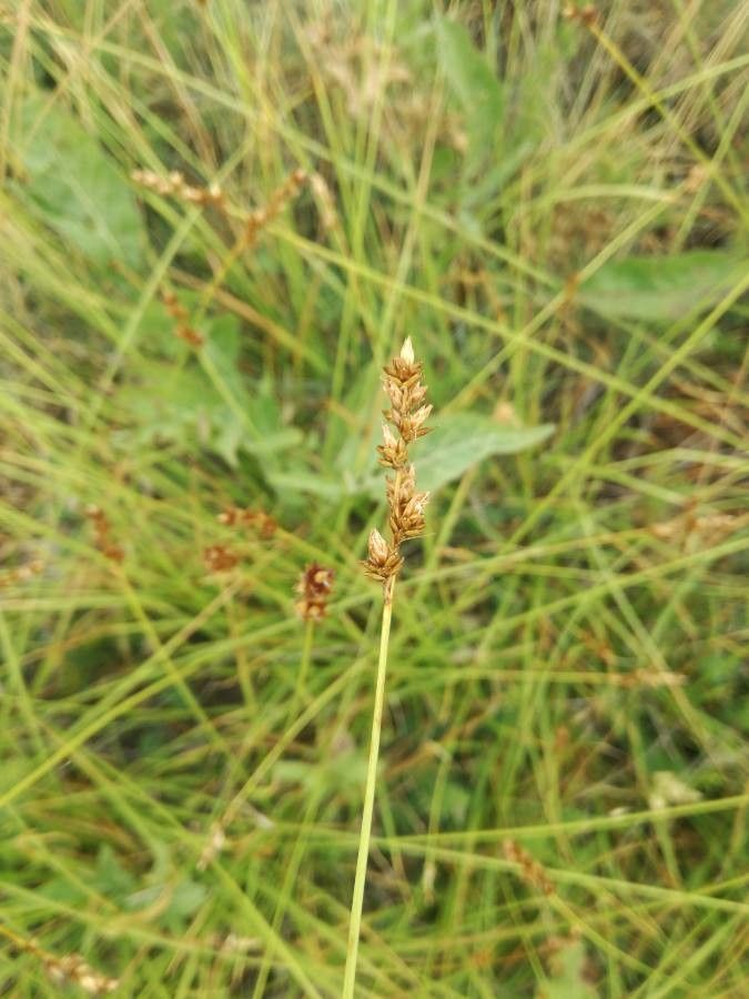 Carex brunnescens flower