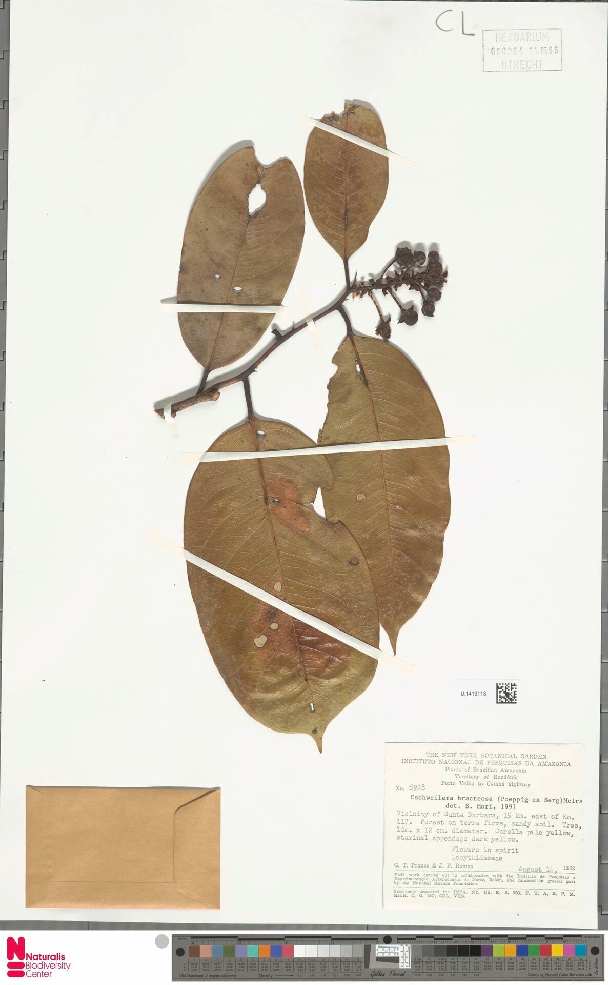 Eschweilera bracteosa leaf