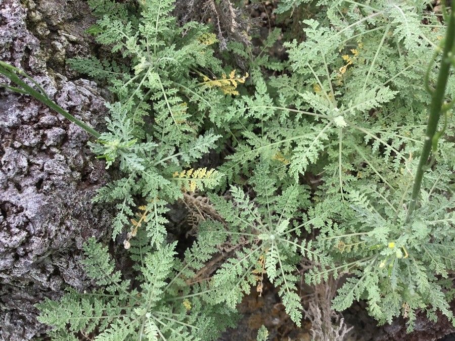 Descurainia millefolia — search result for 'Descurainia'