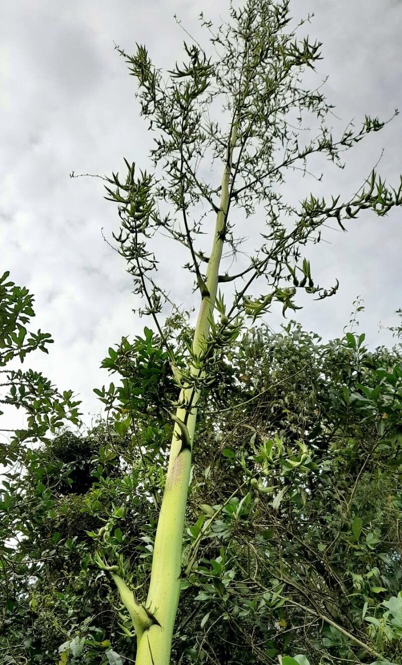 Furcraea foetida fruit