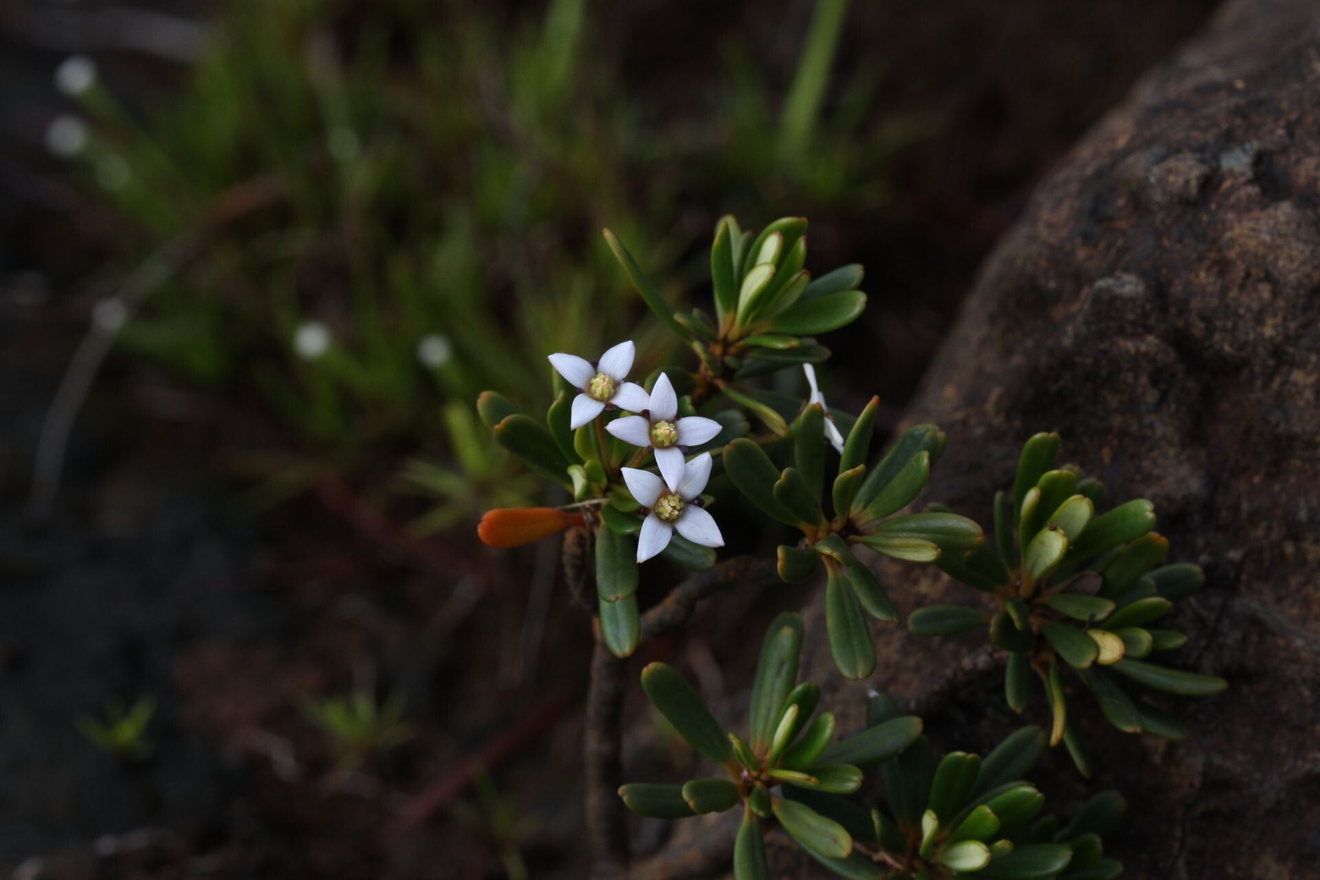 Boronia pancheri — search result for 'Boronia'