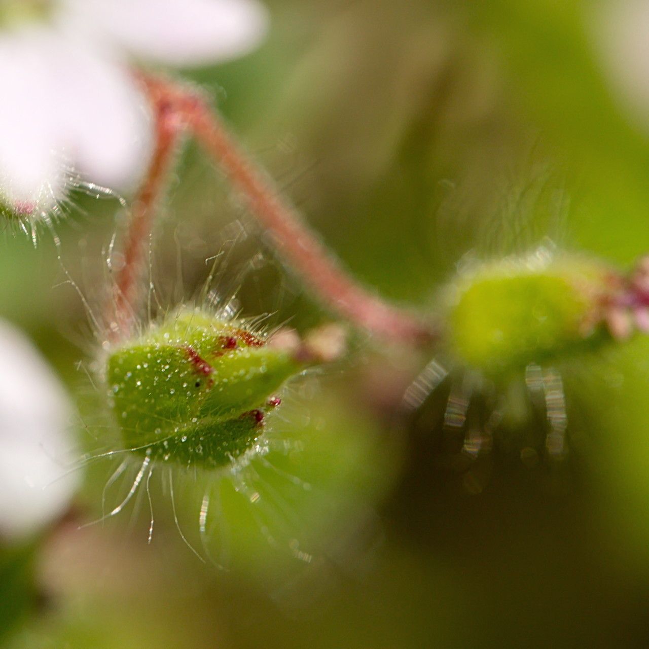 Geranium molle fruit