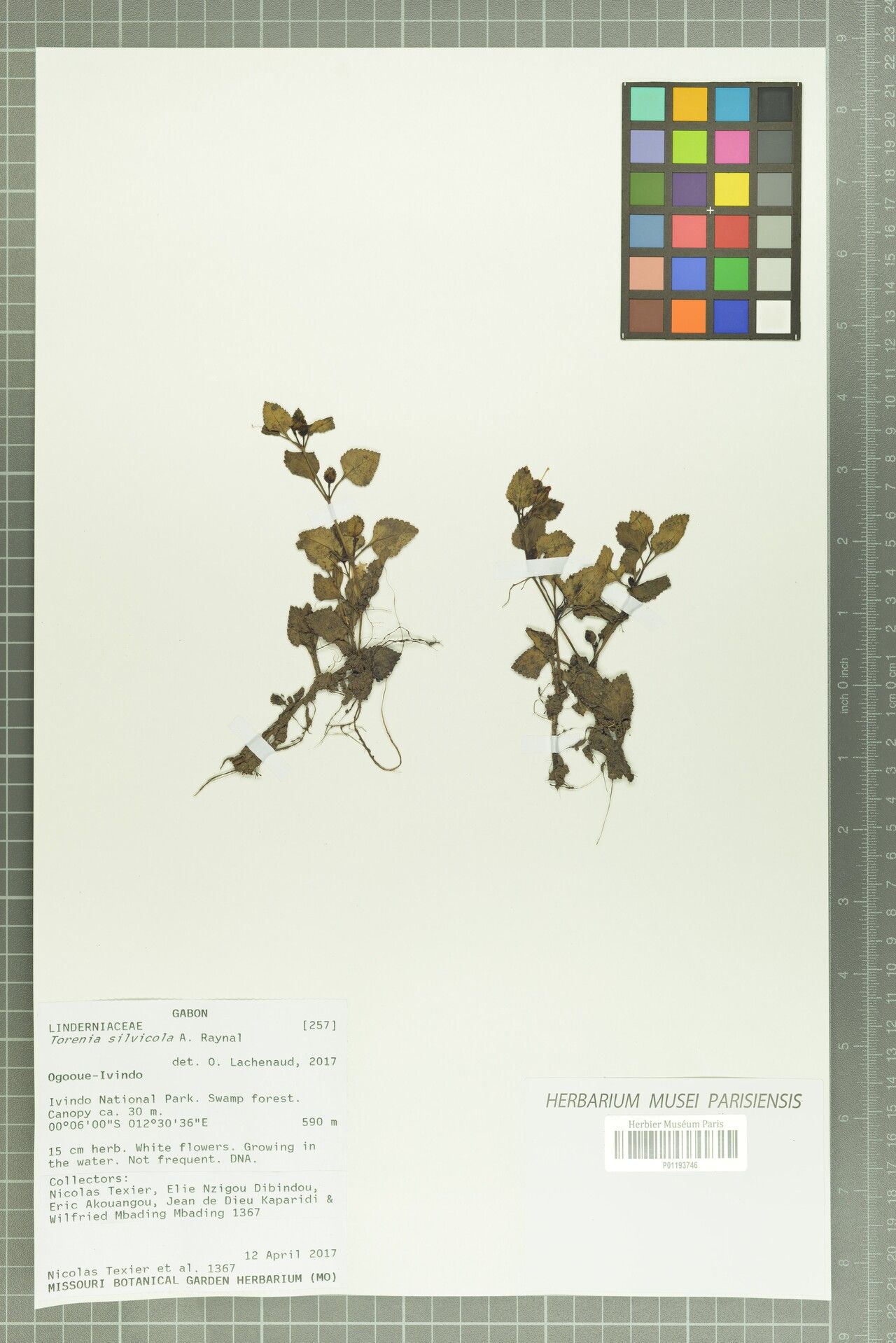 Torenia silvicola — search result for 'Torenia'