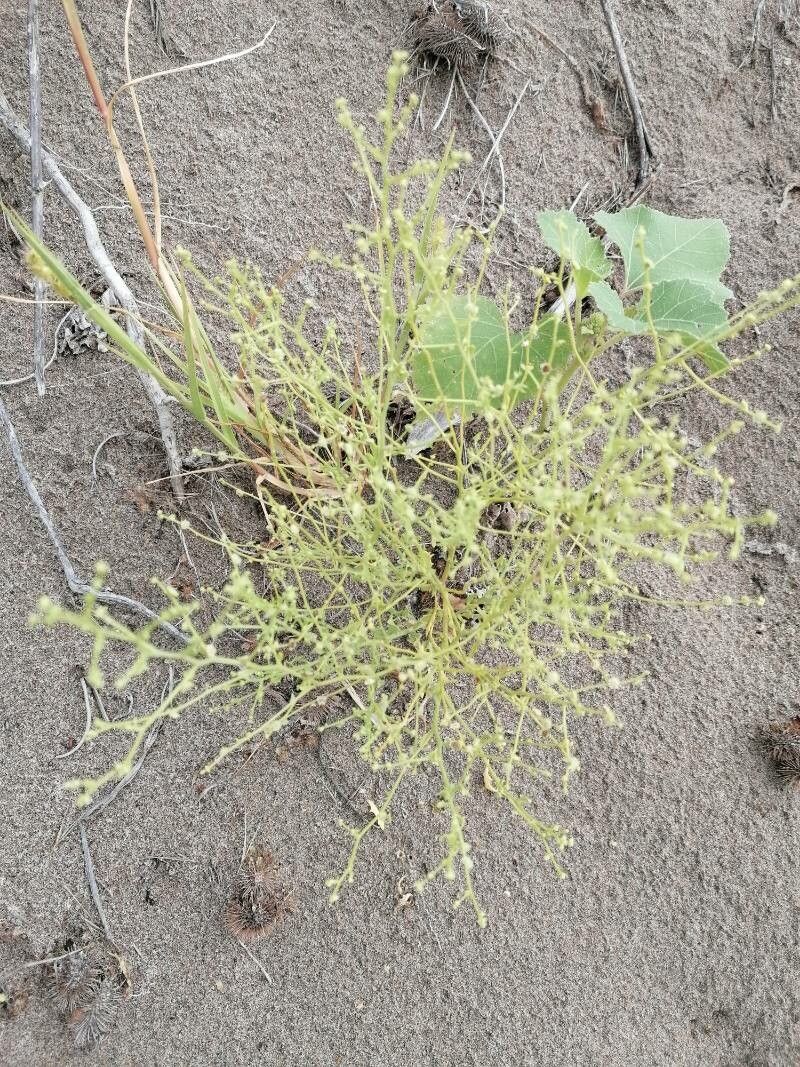 Dysphania atriplicifolia flower