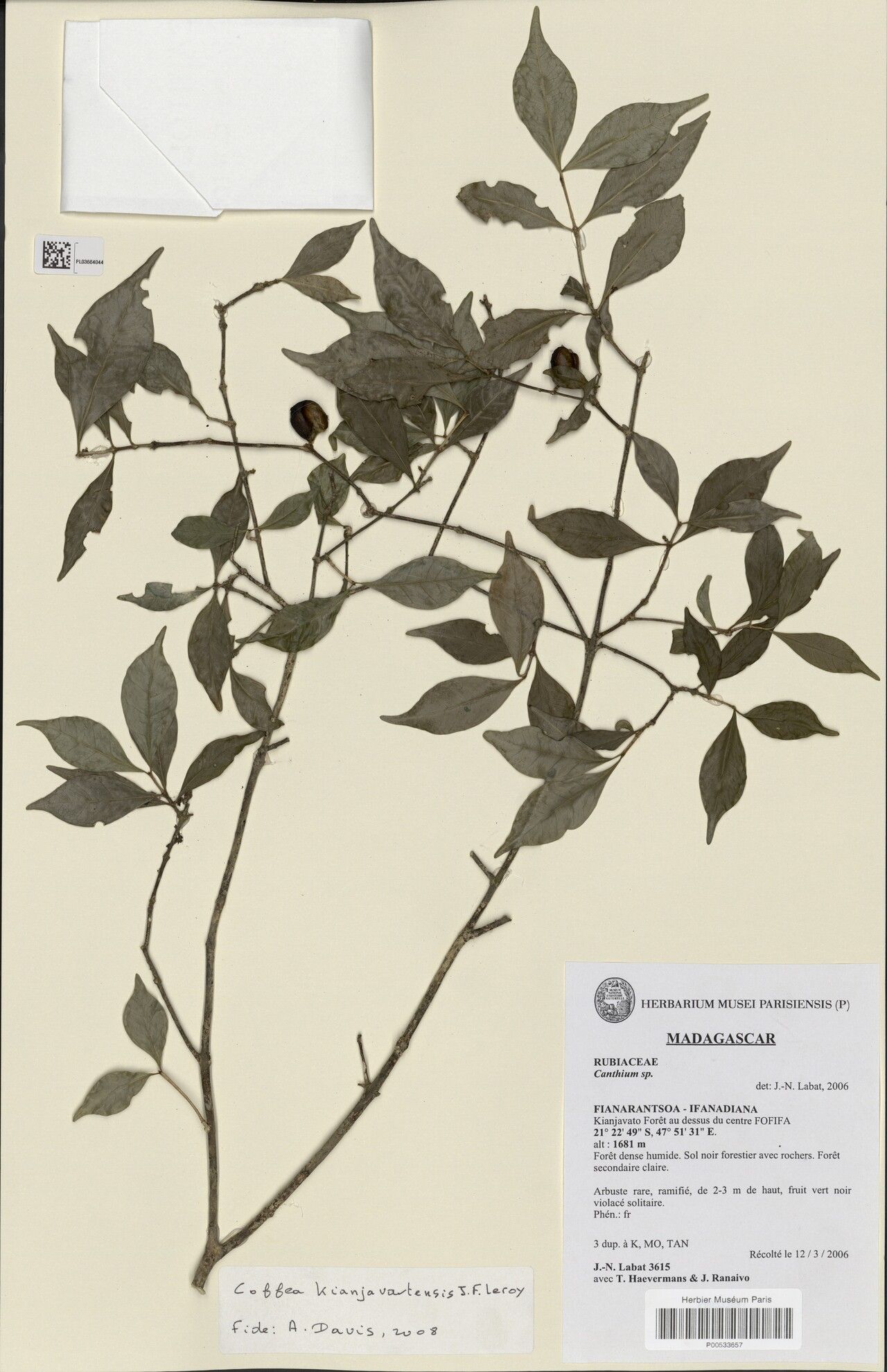 Coffea kianjavatensis — houseplant care guide