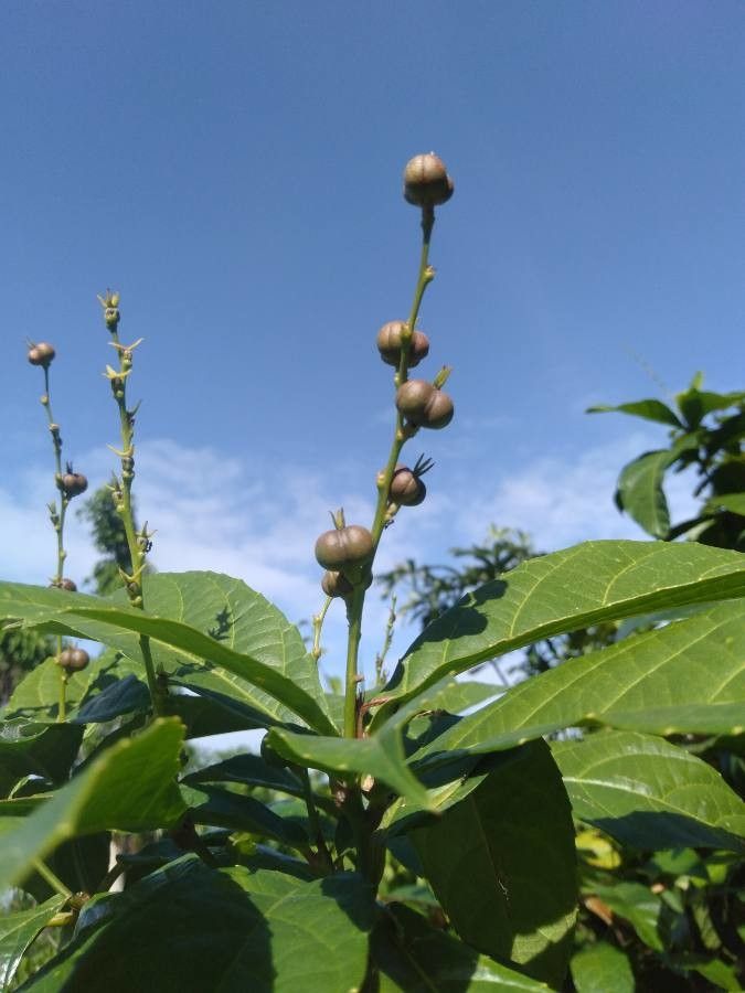 Alchornea rugosa fruit