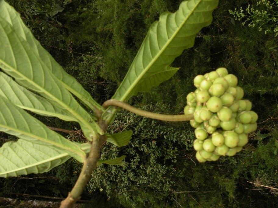 Solanum sessile fruit