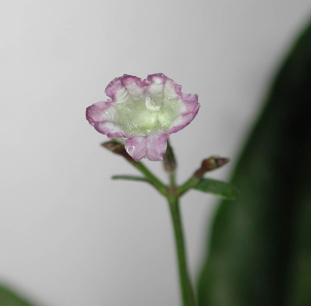 Ruellia biolleyi flower