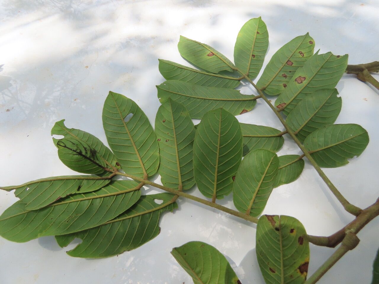 Ormosia subsimplex leaf