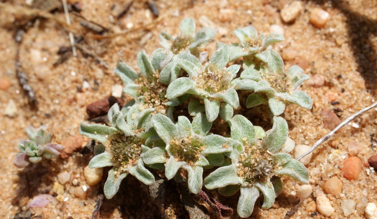 Filago lusitanica habit