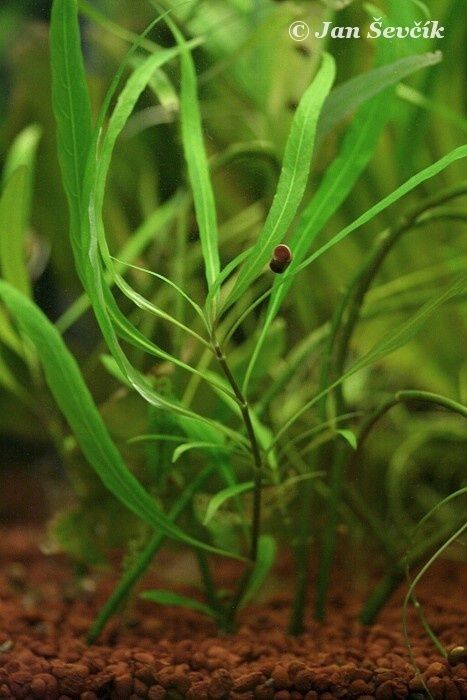 Hygrophila corymbosa habit