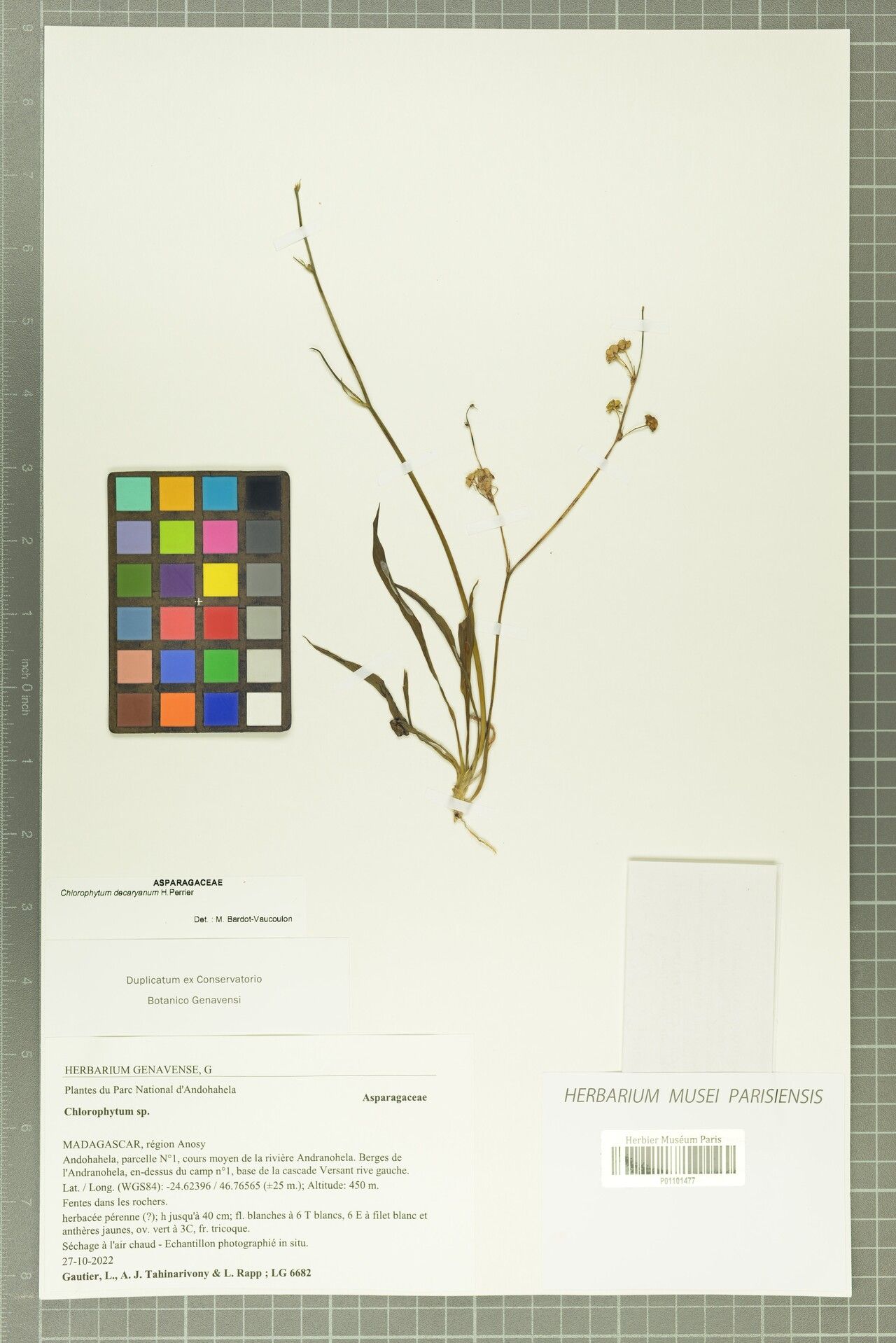 Chlorophytum decaryanum — search result for 'Chlorophytum'