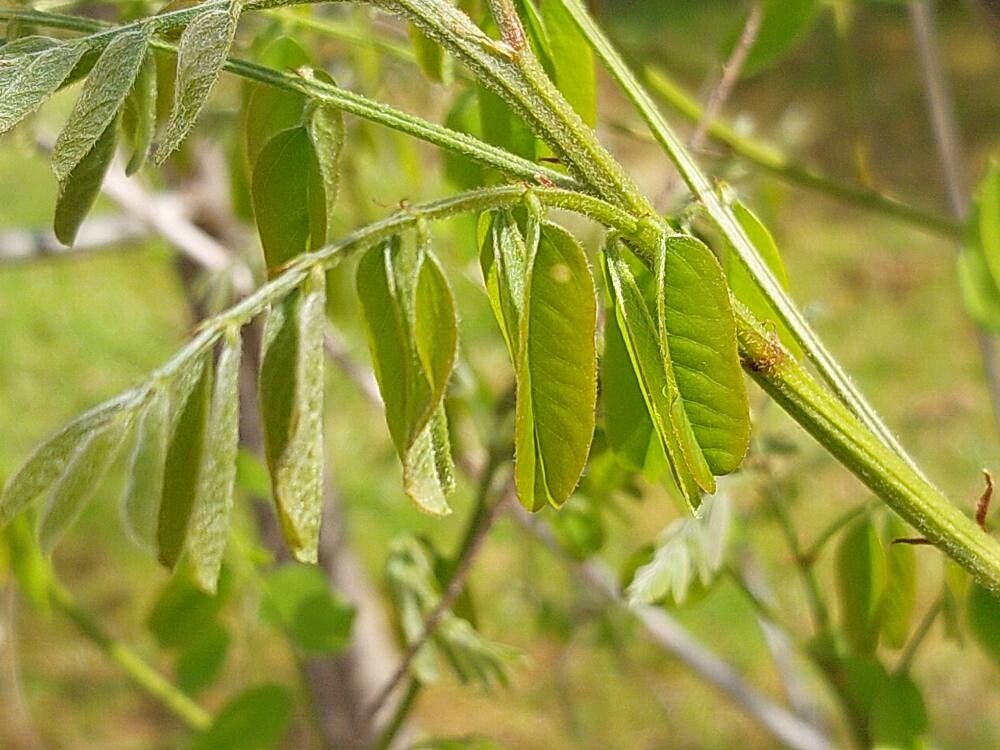 Amorpha ouachitensis — houseplant care guide