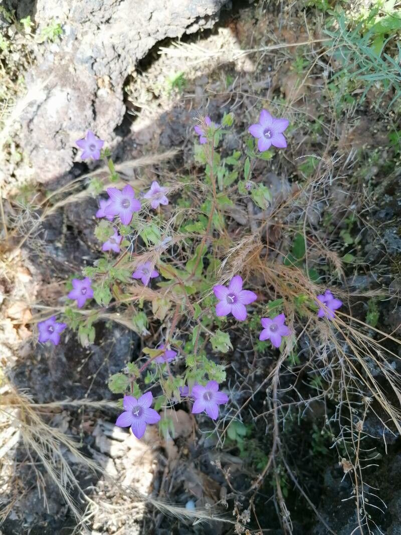 Campanula dichotoma habit