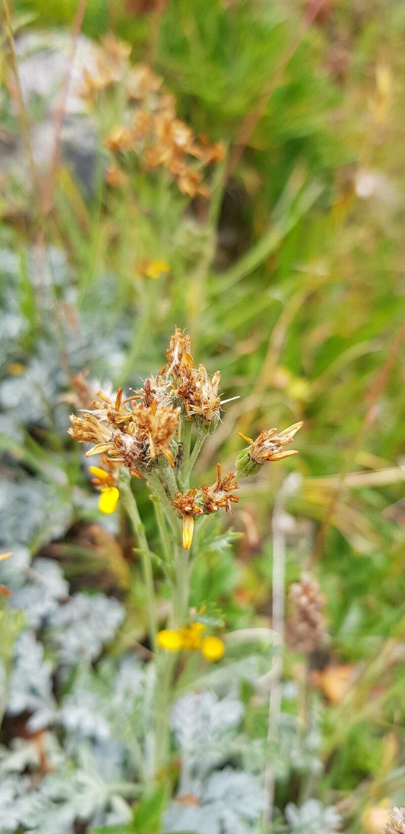 Jacobaea incana fruit
