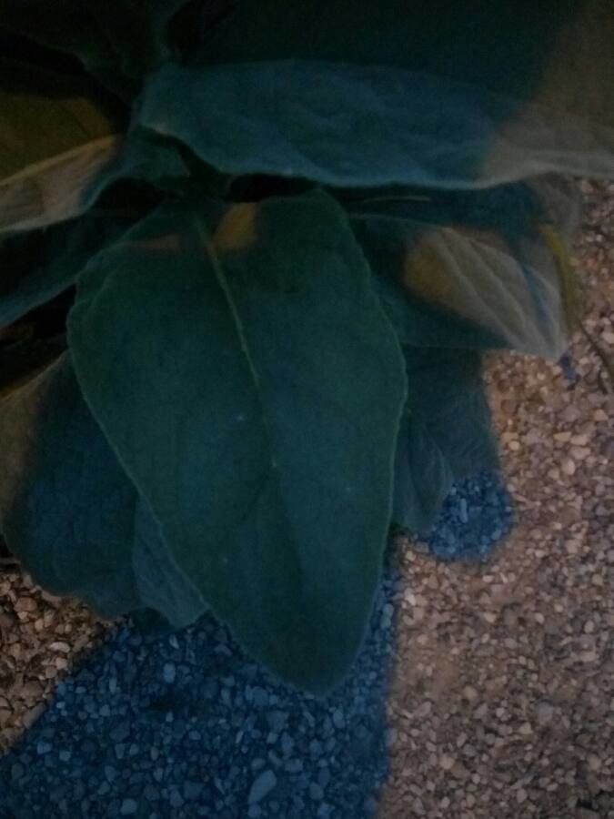 Verbascum × candelabrum — search result for 'Verbascum'