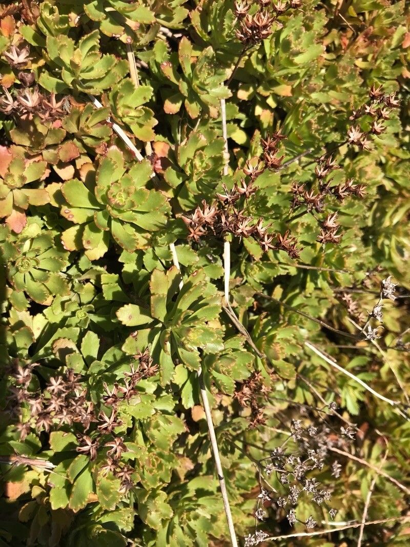 Phedimus hybridus leaf