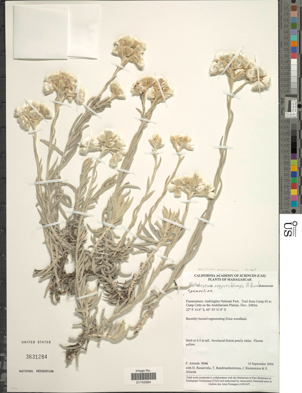 Helichrysum argyrochlamys — houseplant care guide