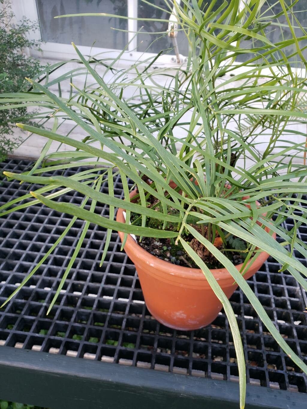 Zamia portoricensis leaf