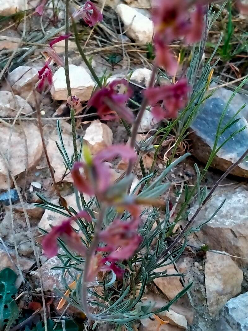 Matthiola fruticulosa fruit
