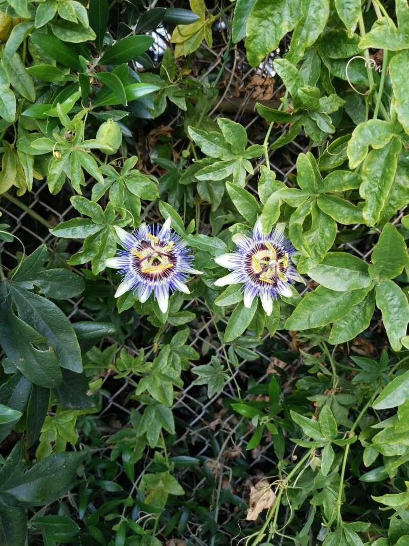 Passiflora × violacea flower