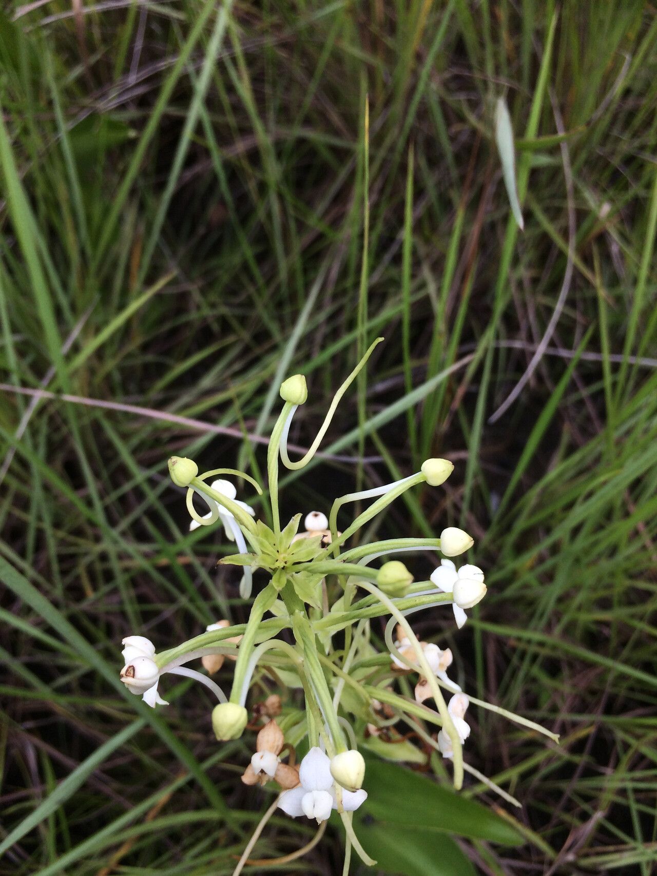 Habenaria zambesina flower
