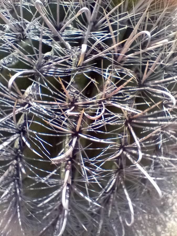 Ferocactus wislizeni bark