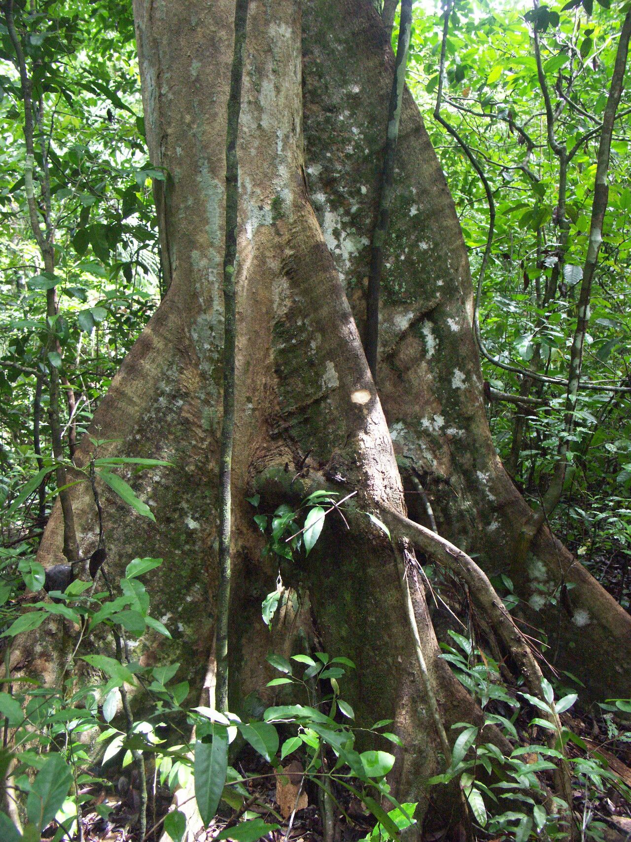 Canarium vulgare other