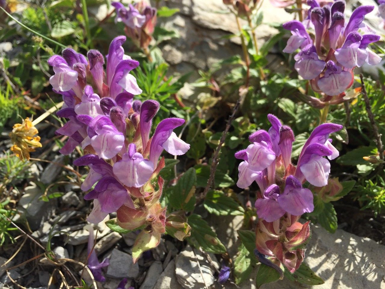 Scutellaria alpina flower