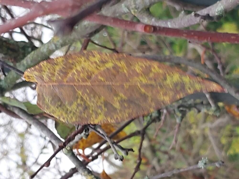 Actinidia tetramera leaf