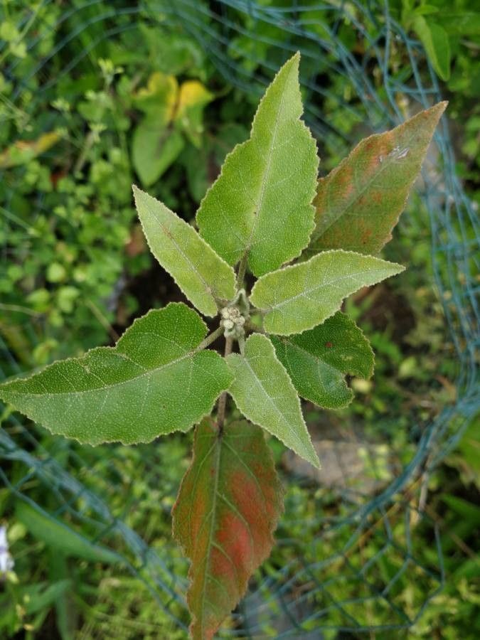 Croton mauritianus — houseplant care guide
