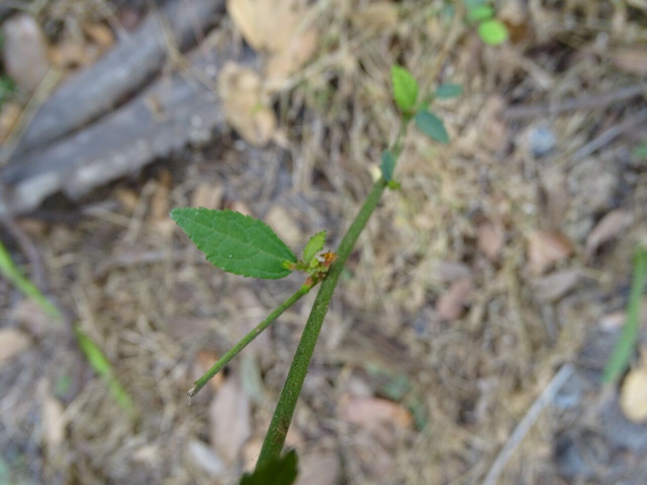 Triumfetta rhomboidea — search result for 'Hibiscus'