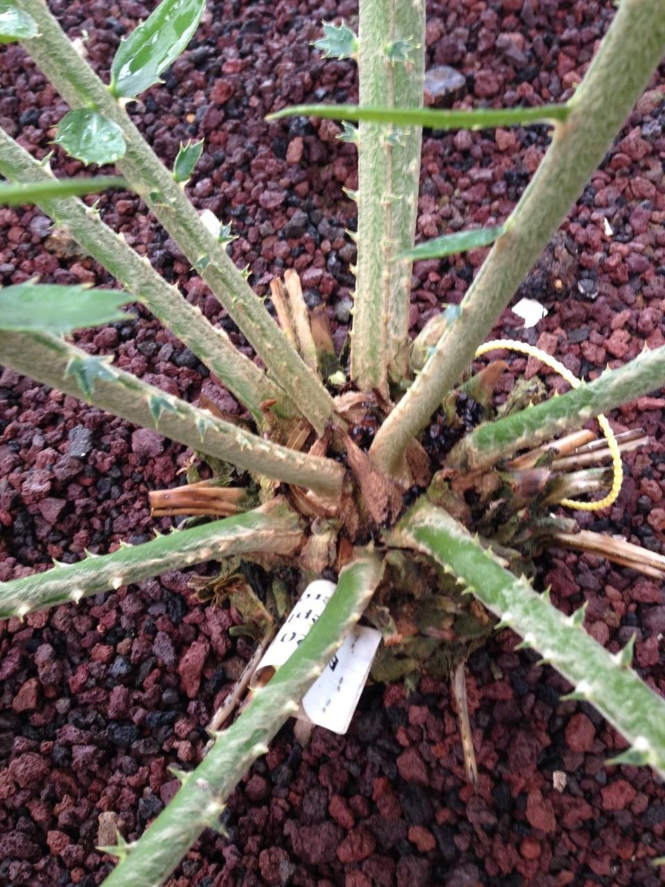 Encephalartos pterogonus habit