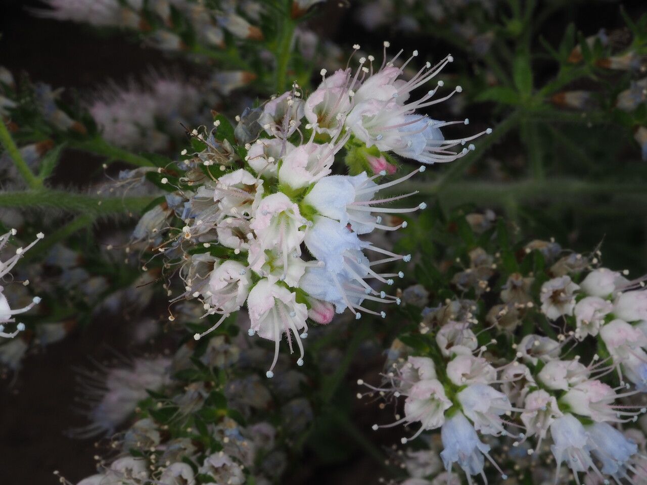 Echium strictum flower