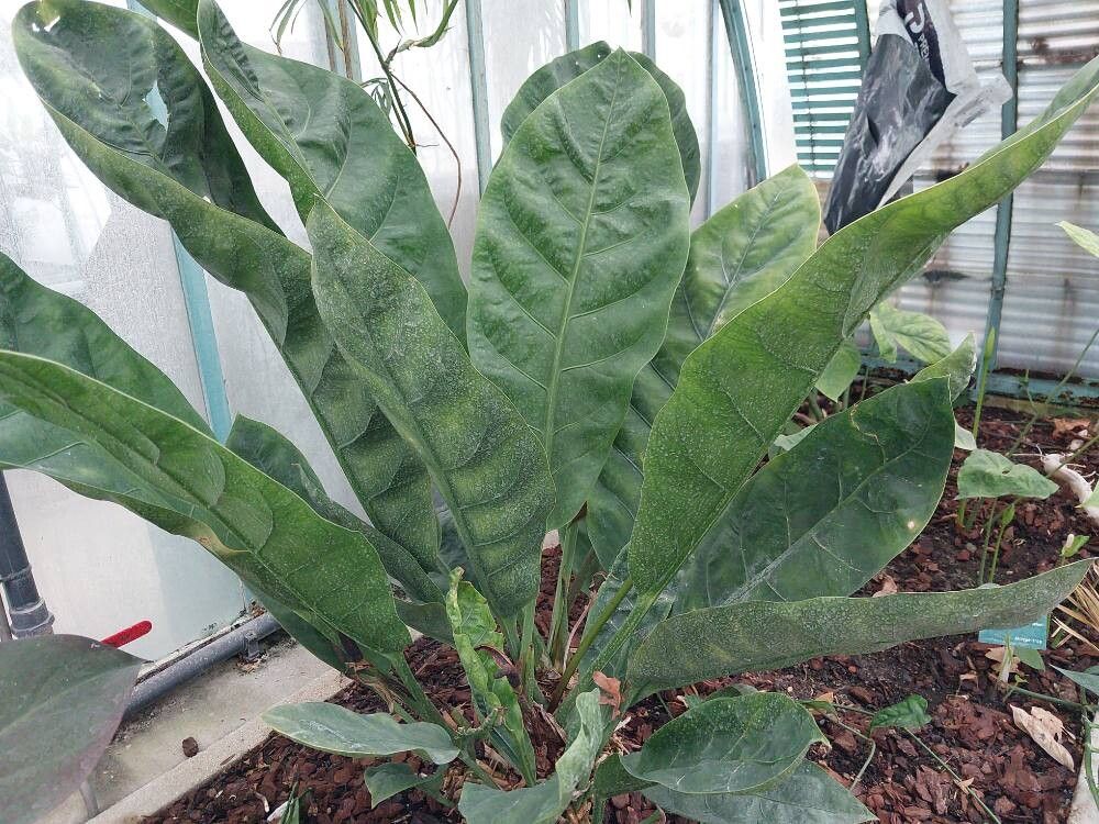 Anthurium crassinervium leaf