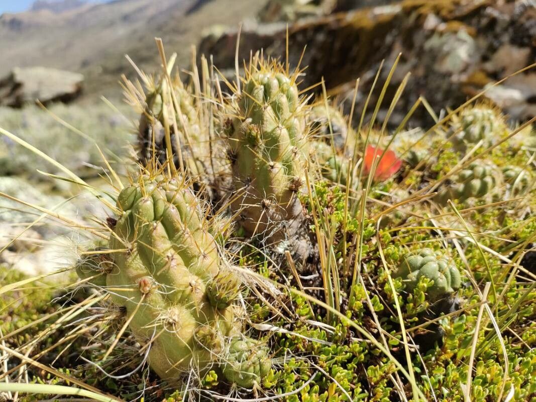 Austrocylindropuntia floccosa leaf