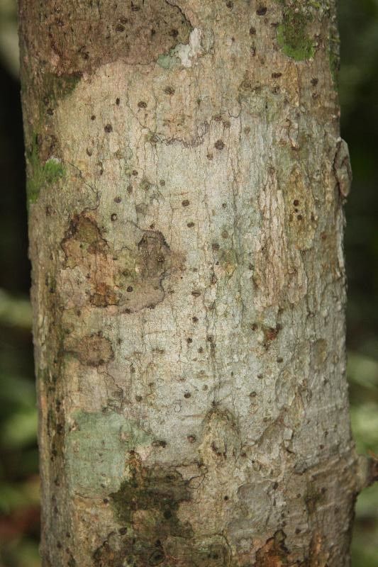 Aniba williamsii bark