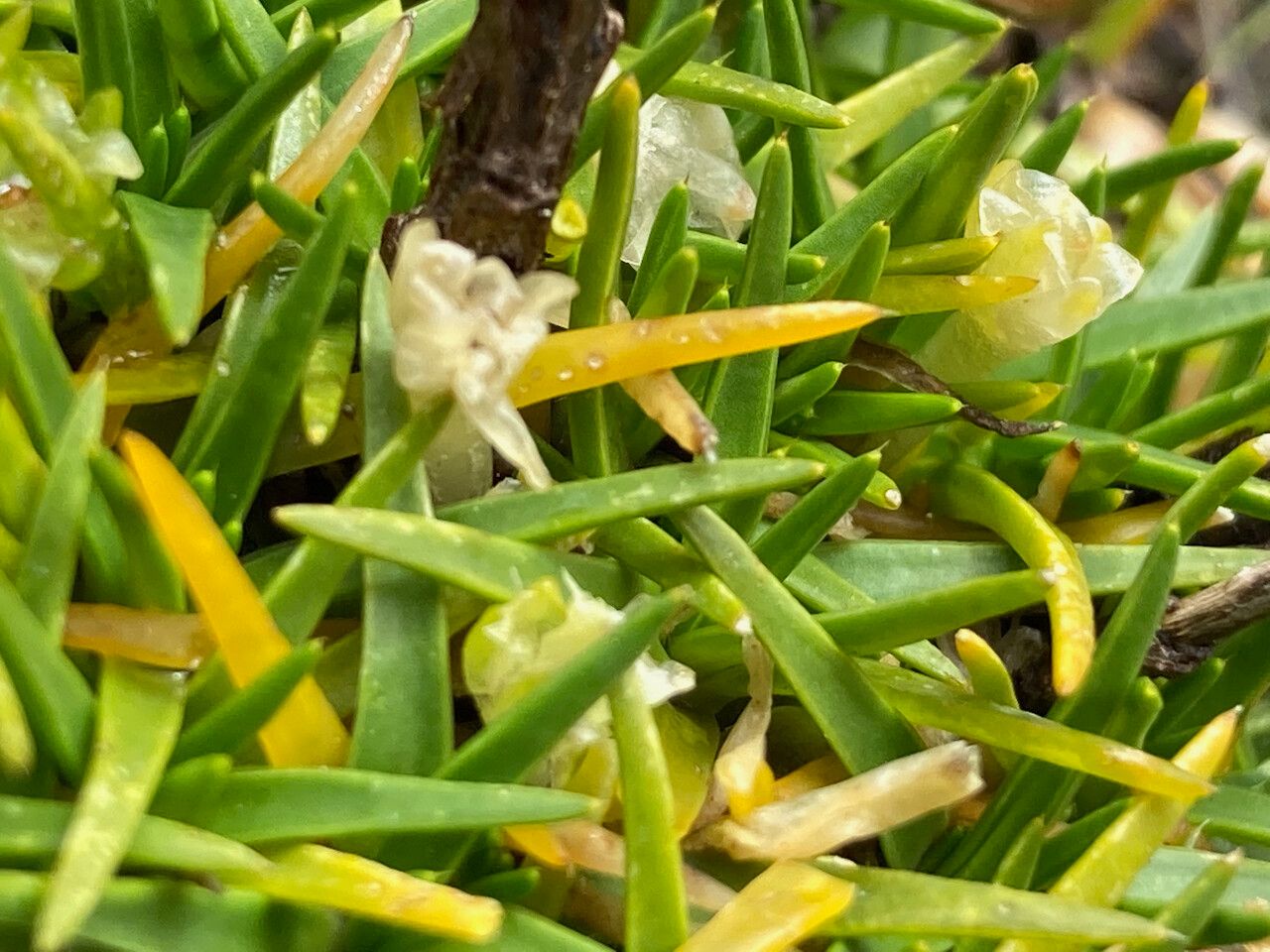 Colobanthus quitensis leaf