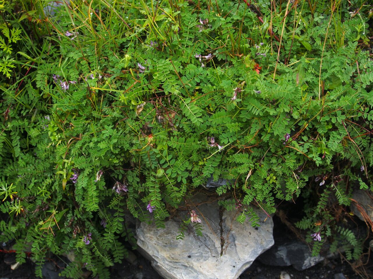 Astragalus sikkimensis habit